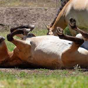 Takhi (Przewalski Horse)