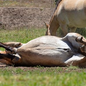 Takhi (Przewalski Horse)