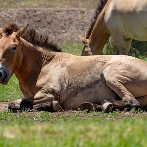 Takhi (Przewalski Horse)