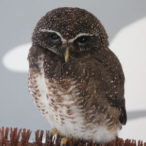 Habitat Park SCBD - Speckled boobok (Ninox punctulata)