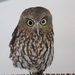 Habitat Park SCBD - Javan brown boobok (Ninox scutulata javanensis)