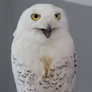 Habitat Park SCBD - Snowy owl (Bubo scandiacus)