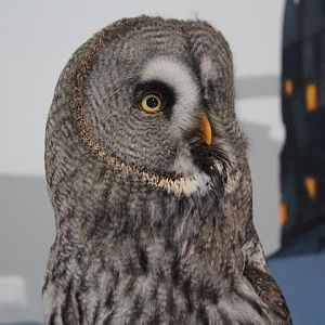 Habitat Park SCBD - Eurasian great grey owl (Strix nebulosa lapponica)