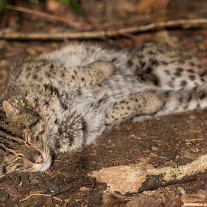 Fishing cat, Drayton Manor, UK