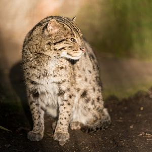 Fishing cat, Drayton Manor, UK