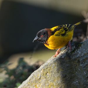 Village weaver, Drayton Manor, UK