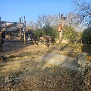 Old Elephant Habitat