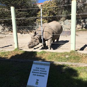 Indian Rhinoceros - 2018