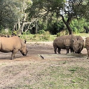 Southern White Rhinoceros - 2019