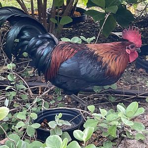 Red Junglefowl - Seen in Oahu, 2022