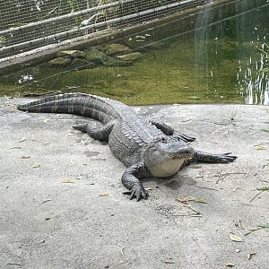 American Alligator - 2021