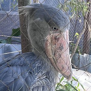 Shoebill (Balaeniceps rex)