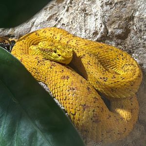 Eyelash viper (Bothriechis sp.)