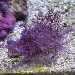 Weedy scorpionfish (Rhinopias frondosa)