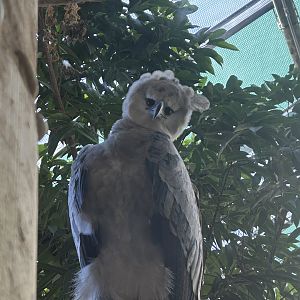 Harpy eagle (Harpia harpyja)