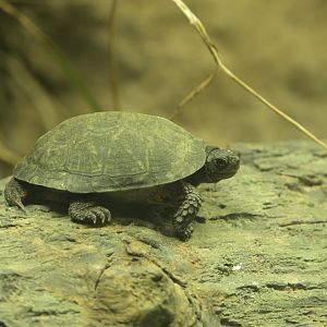Streamside - Bog Turtle (Glyptemys muhlenbergii)