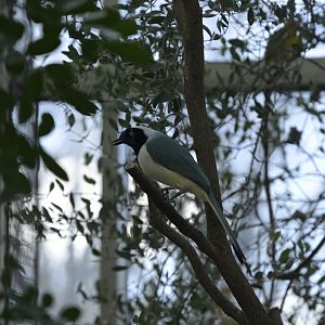 Desert - Inca Jay (Cyanocorax yncas yncas)