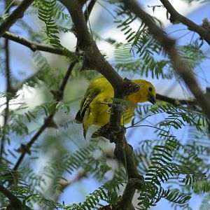 Desert - Taveta Golden-Weaver (Ploceus castaneiceps)
