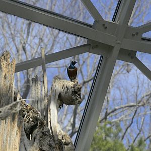 Desert - Superb Starling (Lamprotornis superbus)