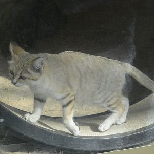 Desert - Sand Cat (Felis margarita) on Running Wheel