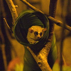 Desert - Grey Mouse Lemur (Microcebus murinus)