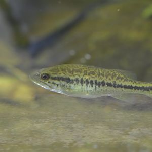 Cypress Swamp - Juvenile Largemouth Bass (Micropterus nigricans)?