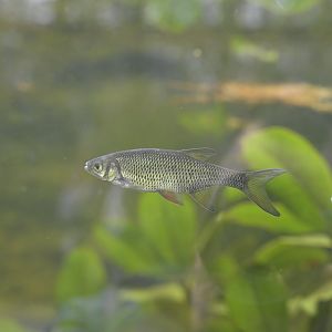 Cypress Swamp - Golden Shiner (Notemigonus crysoleucas)