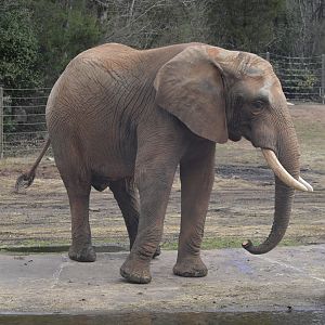 Watani Grasslands - Louie the African Savanna Elephant (Loxodonta africana)