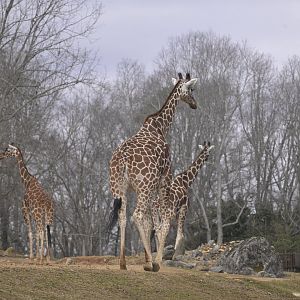 Forest's Edge - Northern Giraffes (Giraffa camelopardalis)
