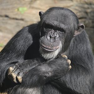 Kibala Forest - Kendall the Chimpanzee (Pan troglodytes)