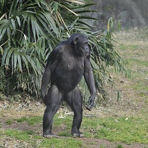 Kibala Forest - Chimpanzee (Pan troglodytes)