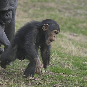 Kibala Forest - Chimpanzee (Pan troglodytes)