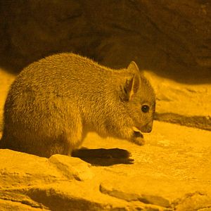 Desert - Woylie (Bettongia penicillata)
