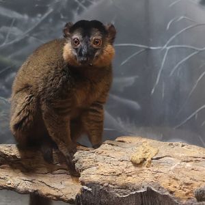 Collared Brown Lemur