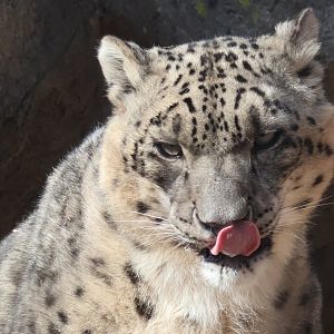 Snow Leopard