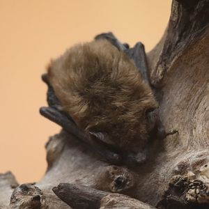 big brown bat (Eptesicus fuscus)