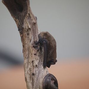 evening bat (Nycticeius humeralis)