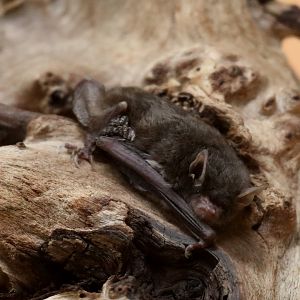 Southeastern Myotis (Myotis austroriparius)