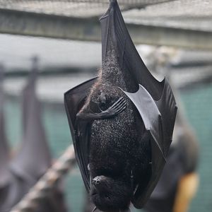 small flying fox, island flying fox or variable flying fox (Pteropus hypomelanus)