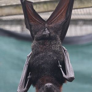 small flying fox, island flying fox or variable flying fox (Pteropus hypomelanus)