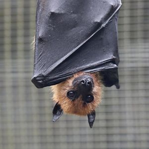 Indian flying fox (Pteropus medius)