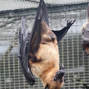 Indian flying fox (Pteropus medius)