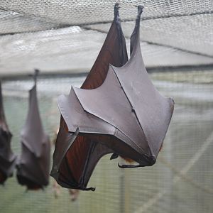 Large or Malayan flying fox (Pteropus vampyrus)