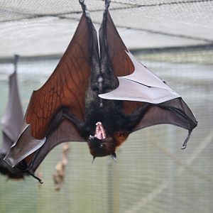 Large or Malayan flying fox (Pteropus vampyrus)