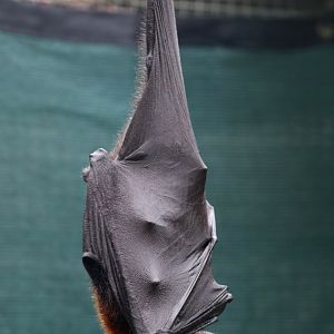 Large or Malayan flying fox (Pteropus vampyrus)