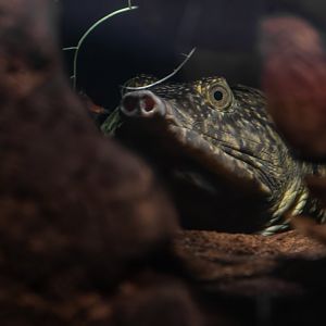 Asiatic softshell turtle (Amyda cartilaginea)