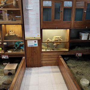 Zoo Sierakowice - Litte Owl and rodents