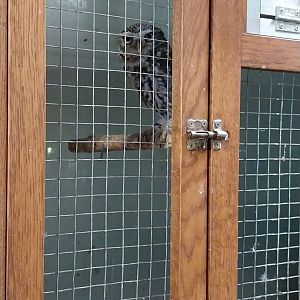 Zoo Sierakowice - Little Owl (Athene noctua)