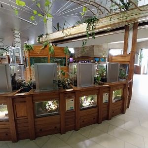 Zoo Sierakowice - Tarantulas