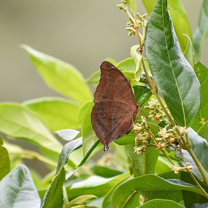 Leafwing